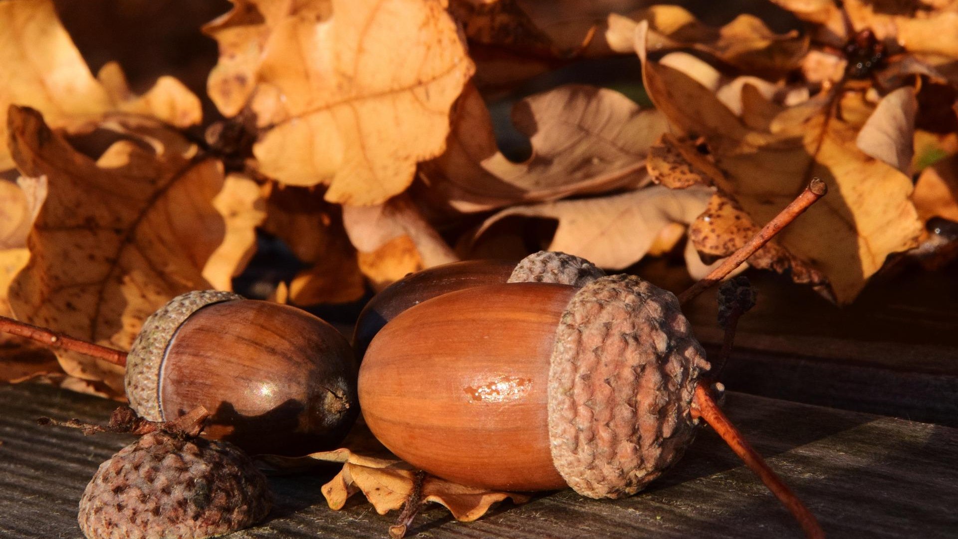 Kochen mit B&auml;umen | &copy; Ulrike Leone